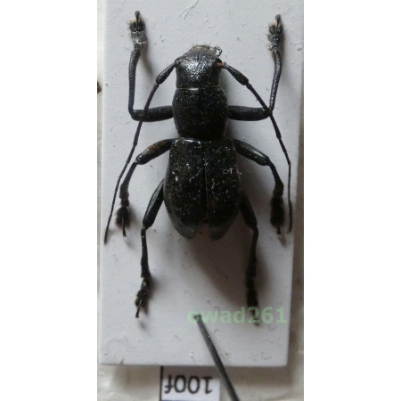 Aprophata notha (Newman, 1842) Philippines100f